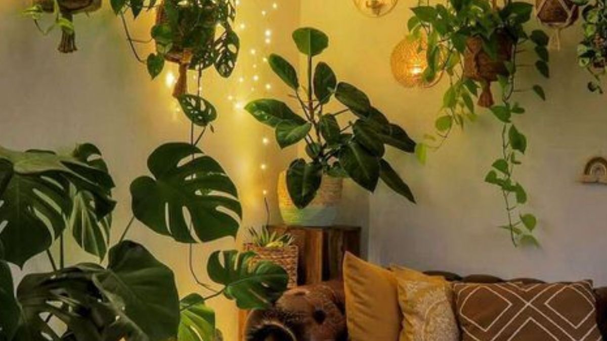 Indoor Plants Online Beautify And Bring Positivity In Your Living Space